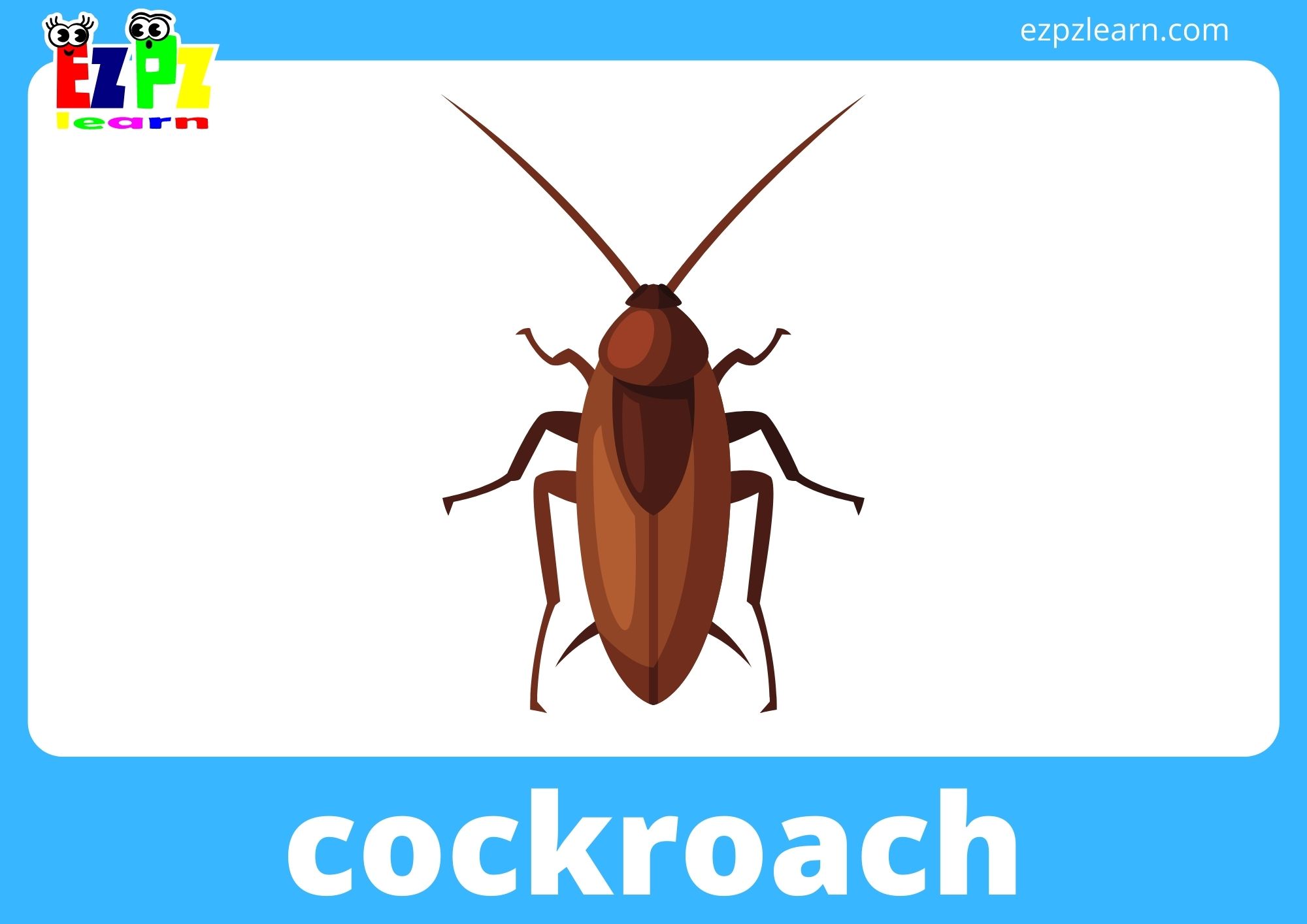 cockroach